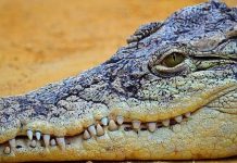 Alerte maximale à Podor : Les pêcheurs annoncent la présence d’alligators et de crocodiliens dans le fleuve