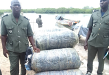 Trafic de drogue: 190 kg de chanvre indien saisis à Mbour et à Kédougou