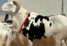 Louga: le chauffeur qui avait heurté à mort 43 moutons est condamné à 6 mois ferme avec une amende de ….