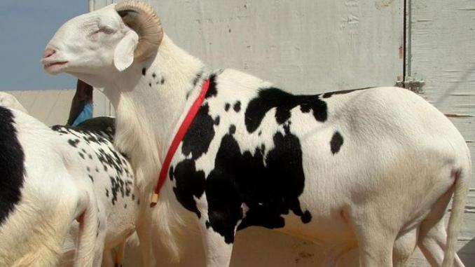 MOUTON MORTS