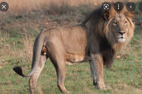 LION SENEGAL