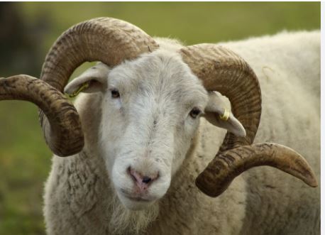 VOL MOUTON