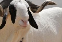 Tabaski: le Sénégal célèbre le 29 juin