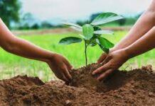 Journée nationale de l’arbre : Le président Faye invite les populations à une participation active