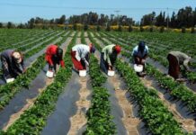 Prochaine campagne de commercialisation des productions agricoles: Diomaye demande aux ministres concernés de veiller à la bonne préparation