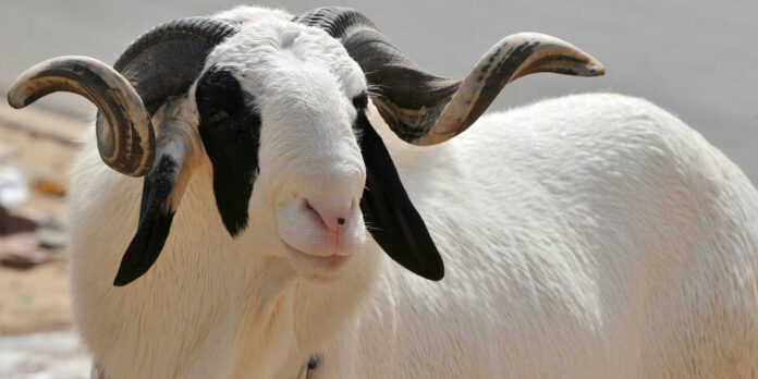 mouton-tabaski